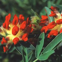 Anthyllis Vulneraria Coccinea Seeds