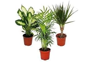 BRYNCIR GARDEN CENTRE Houseplant Mix 3 Plants in 9cm Pot