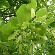 Lindenbäumchen Mini ca. 10-20cm Sommerlinde Tilia platyphyllos für Garten, Balkon oder das Fensterbrett - Original Rheintallinde aus dem Elsass - Saisonware - Zuchtqualität