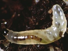 SF Nematoden – Nützlinge gegen Trauermücken – ca. 6 Mio. - 2