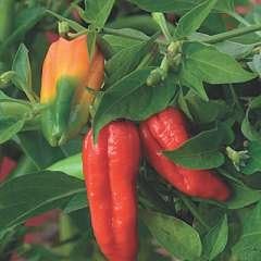 Pepper Chilli Naga