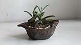  Ceramiche Martignago Plantas Grasas Sobre macetas artesanales, C5