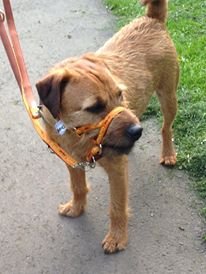 dogmatic headcollar size 2