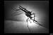 Produktbild Classic Malaria Films DVD: 1940s Malaria Disease Symptoms & Treatments History Films