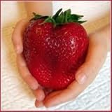 Riesen Erdbeere 10 Samen