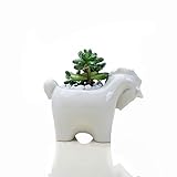 maceta unicornio baby ★ Es un gran regalo para tus amigos que aman la siembra, una excelente opción para un cumpleaños.