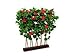 Produktbild EUROPALMS Hibiskus-Hecke, 90x110cm