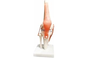 BoNew-Oral Life Size Knee Joint Anatomical Model Skeleton - Human Medical Anatomy