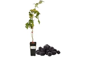 P. Piantine da Orto | Mora Tardiva Senza Spina, Vaso da 2L, Pianta Pronta per Il Trapianto, Pianta Vera da Orto, da Balcone e da Esterno, Vivaio Italiano