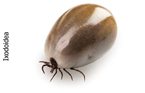 Flöhe Bei Katzen Parasiten Erkennen Bekämpfen Und