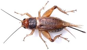 500 Silent Brown Crickets Reptile Live Food Micro
