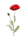 Produktbild artplants Set 6 x Künstliche Mohnblume, rot, 70 cm - 6 Stück Deko Mohnblume/Kunstblumen Strauß