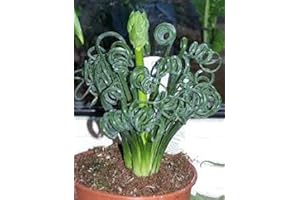 Aamish 3 Stück Albuca Spiralis Pflanze