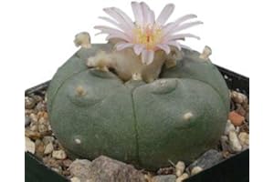 SAMENCHILISHOP (IMMER NUR EINMAL VERSAND) Lophophora williamsii​, 15 Samen Frische Ernte, Peyote, Ariocarpus