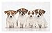 Produktbild Cute Doormat, Group of Jack Russell Terrier Puppies Best Friends Domestic Pets Baby Dogs, Decorative Polyester Floor Mat Brown White Black