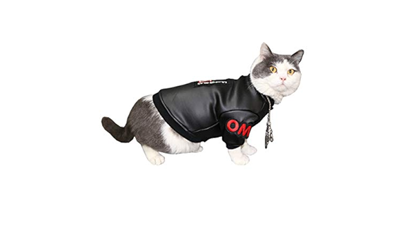cat in a leather jacket