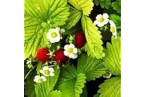 Grow Your Secret Garden Alpine Strawberry 'Alexandria',60 Seeds Fragaria Vesca
