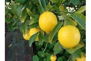 FASH LADY Portal Cool 10pcs / Bolsa comestibles semillas de frutas de limón Meyer exótico Citrus Fresh Lemon Tree Bonsai S