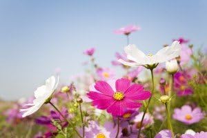 Wildflower Instant Sunshine Mini Meadow. Cover up to 10 Square metres. MeadowMania 45 Wild Flower Seeds Species in Mix 50 Grams net