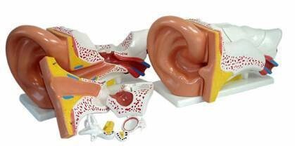 Preisvergleich Produktbild Menschliches Ohr, sehr groß, 43x25x15cm, 6-teilig, von MedMod