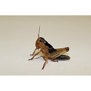 Heuschrecken Wanderheuschrecken subadult 200 Stück Futterinsekten Reptilienfutter Futtertiere