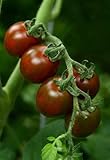 Envío internacional TOMHY Las Semillas del Paquete: germinación de Las Semillas PLATFIRM-30 Semillas de virutas de Chocolate FNT híbrido - Tomates con Fruta