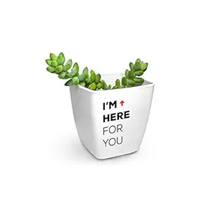 HILLMART Buros Tail Succulent Plant (Plastic)