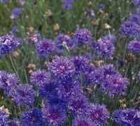 Just Seed Saatgut, Kornblume, Sorte "Crown Double Strain", Blau, 200 Samen