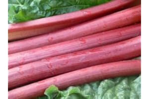 PRETTY WILD SEEDS Vegetable Seeds 60+ Varieties Carrot Pumpkin Cabbage Pea Tomato SWEETCORN Bean Turnip Swde Brussel Onion Cauliflower Fennel Beetroot Herbs (Rhubarb Champagne Approx. 10 Seeds)