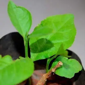 VANATHI HERBS & LIVE PLANTSBael, Japanese Bitter Orange, Stone or Wood Apple Plant (Green)