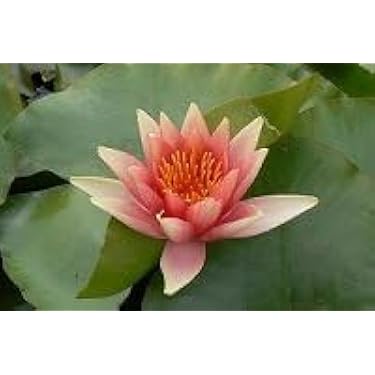 Ninfea Aurora, Pianta Acquatica Viva A Radice Nuda, Fiore Multicolore Per Laghetti E Stagni - Foto 7