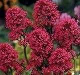 GEOPONICS JUPITER'S Beard plus de 40 Centranthus Graines /