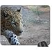 Produktbild Leopard up cloes Mouse Pad, Mousepad