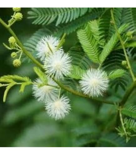 blumentopf olivenbaum Mediteraner Olivenbaum Balkon – Green Me Up main image 1