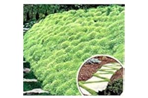 SVI 500+ Bulk Heirloom Perennial Groundcover Seed - "Irish Moss" Lush Green Carpet!