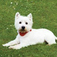 Doddle-Collar-A-Dog-Collar-with-a-built-in-lead-A-revolutionary-dog-collar-that-features-a-built-in-1m-retractable-lead-with-a-looped-handle-to-ensure-safe-control-of-your-dog-at-all-times-So-light-we