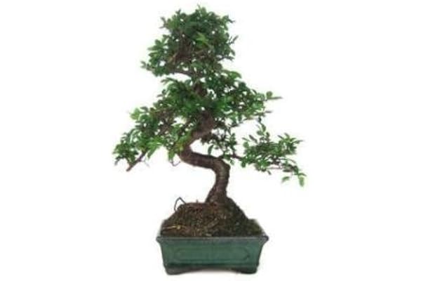 ZELKOVA PARVIFOLIA 6 ANS