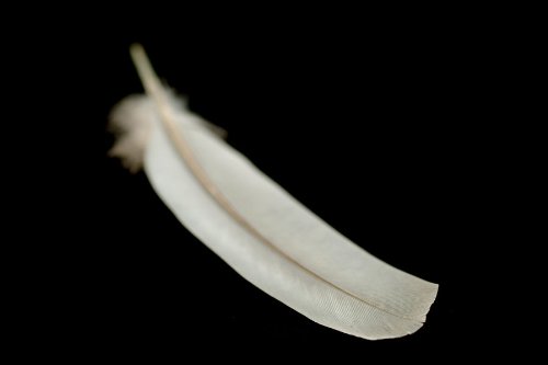 Download An Angel's Feather (Eddy the angel Book 1)