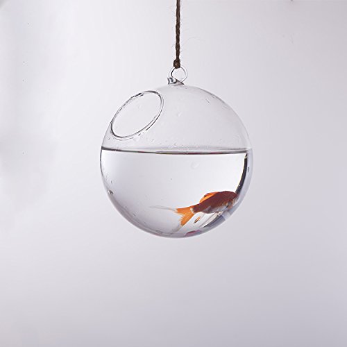 MagiDeal Set Kugelform 10cm Glasvase Tischvase Blumenvase mit Eisen Pflanzen Halter Ständer Landschaftsbau Garten Deko - 5