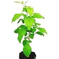 Baby Plants - Live Bel Patra/Bel Tree/Bilva Patra/Bael/Bel Pathar Fruit Plant With Pot