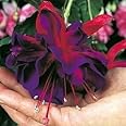 Fuchsia Giant Trailing Voodoo Garden Plug Plants Pack x6