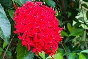 JS STOCKS Ixora Big Pink Live Plant, Green, Plant Height will be 0.5 ft to 1.5 ft, Pot Size - 10 cm, 1 Piece