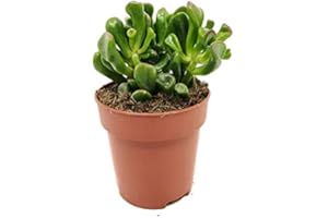 Crassula Gollum DECOALIVE Mini Planta Crassula Ovata