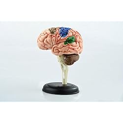 Puzzle de cerebro humano de 32 piezas, para enseñar anatomía humana