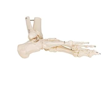 3B Scientific Menschliche Anatomie - Fußskelett mit Schienbein- und