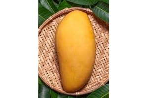 GENERICO MANGO NAM DOC PIANTA DI MANGIFERA INDICA PIANTE TROPICALI H 140CM FOTO REALI