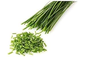 200 graines ciboulette - Allium schoenoprasum - Herbes aromatiques