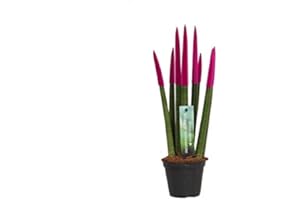 BLUMEN-SENF Sansevieria Cylindrica Straight (Fuchsia) – Spaghetti VELVET TOUCHZ® – 30 cm Bogenhanf Zimmerpflanze | Pflegeleicht, Luftreinigend, Dekorativ für Zuhause & Büro