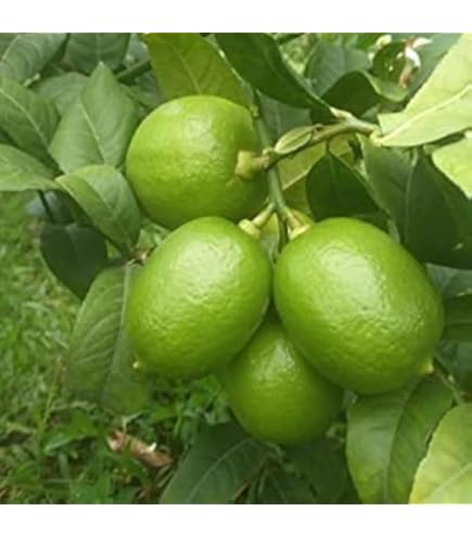 DIOART®AQW-Lemon Citrus Fruit -Limbu-lime-Nibu Fruit Seeds-25-LMN