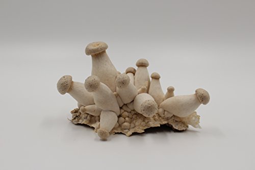 Bio Kräuterseitling Körner Pilzbrut-Pilze selber züchten-Körnerbrut - 2